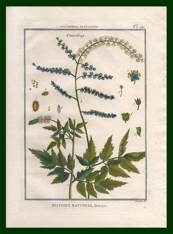 stampa antica cimicifuga