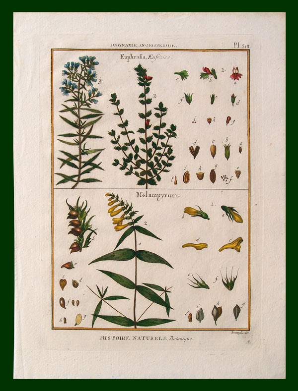 stampa antica piccole piante