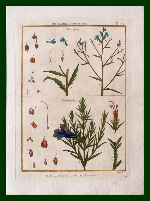 stampa antica fiori histoire naturelle
