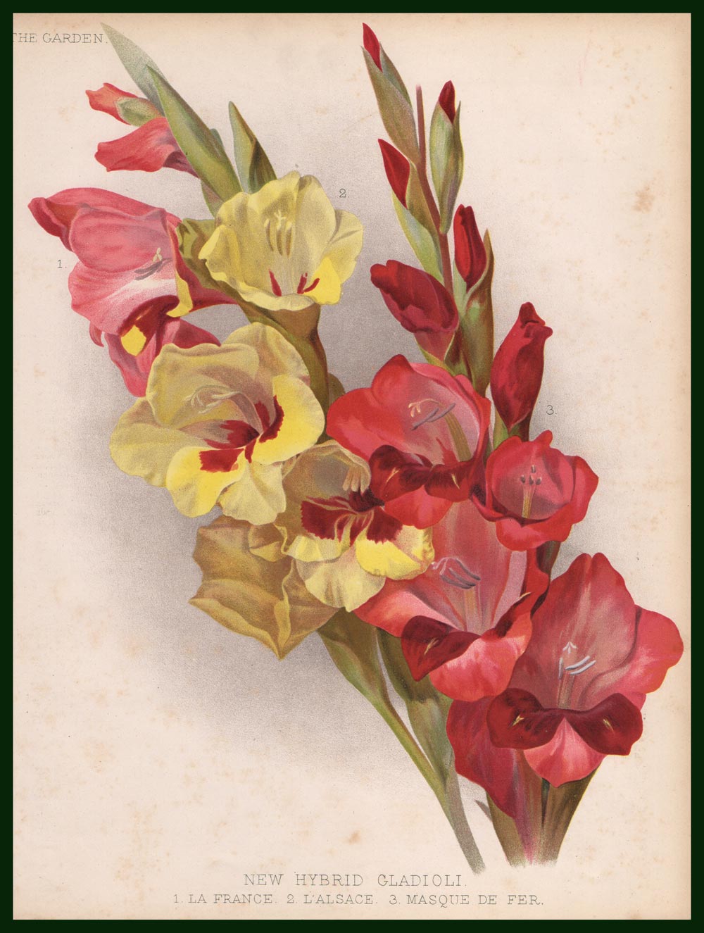 stampa antica new hybrid gladioli