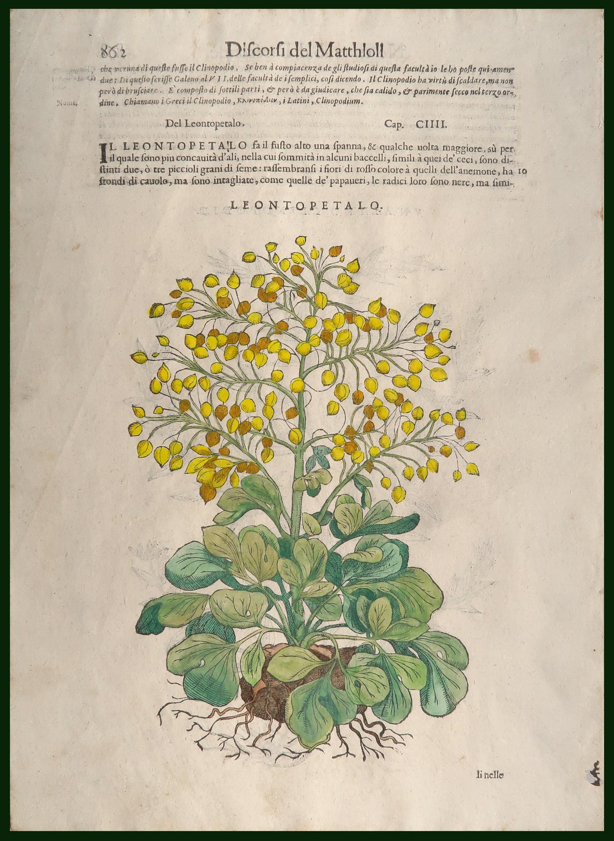 stampa antica leontopetalo mattioli