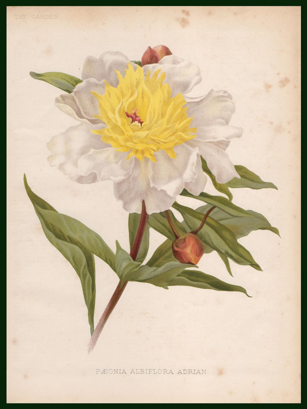 stampa antica peonia albiflora adrian