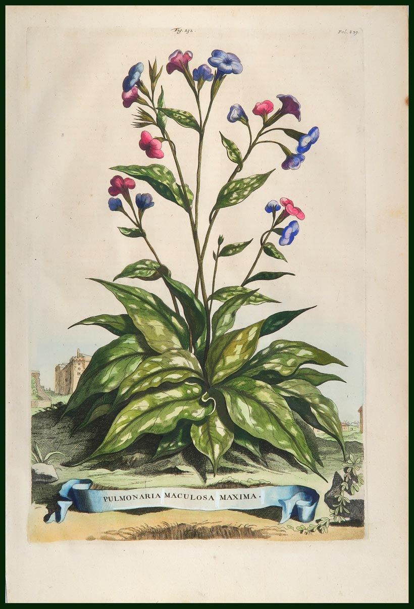 stampa antica pulmonaria maculosa munting