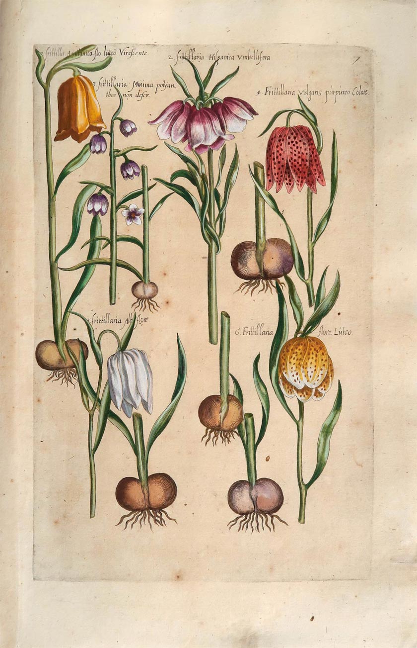 stampa antica fritillaria sweert