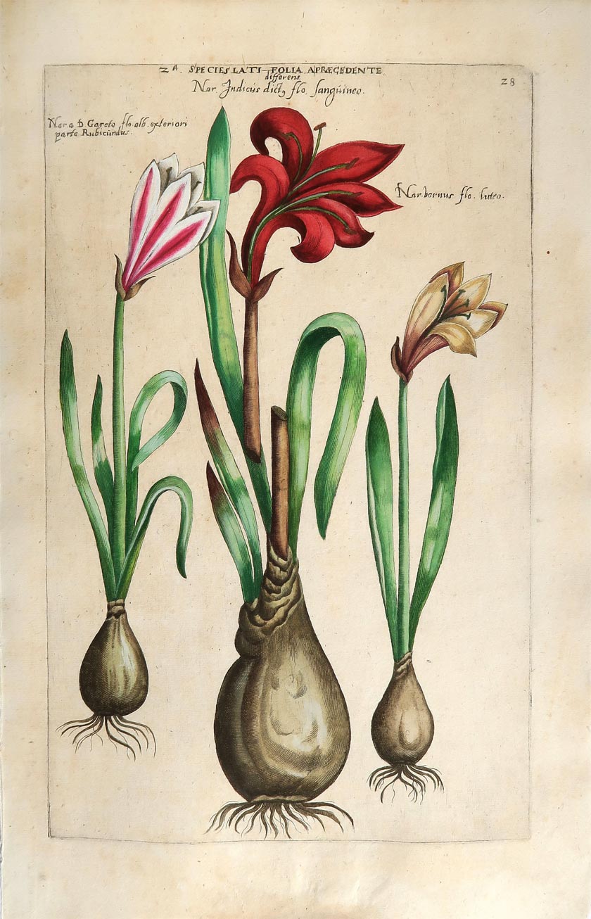 stampa antica gigli sweert