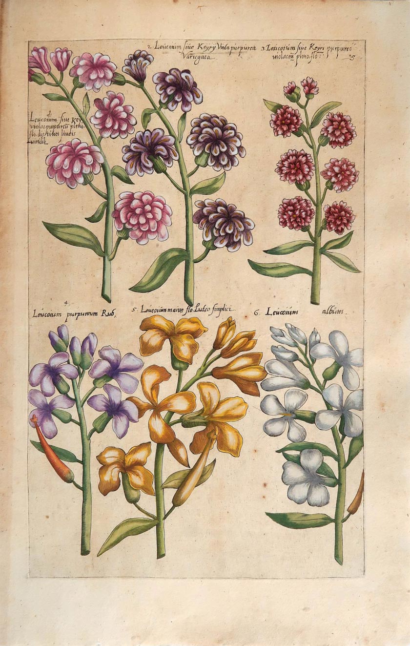 stampa antica leucoion sweert