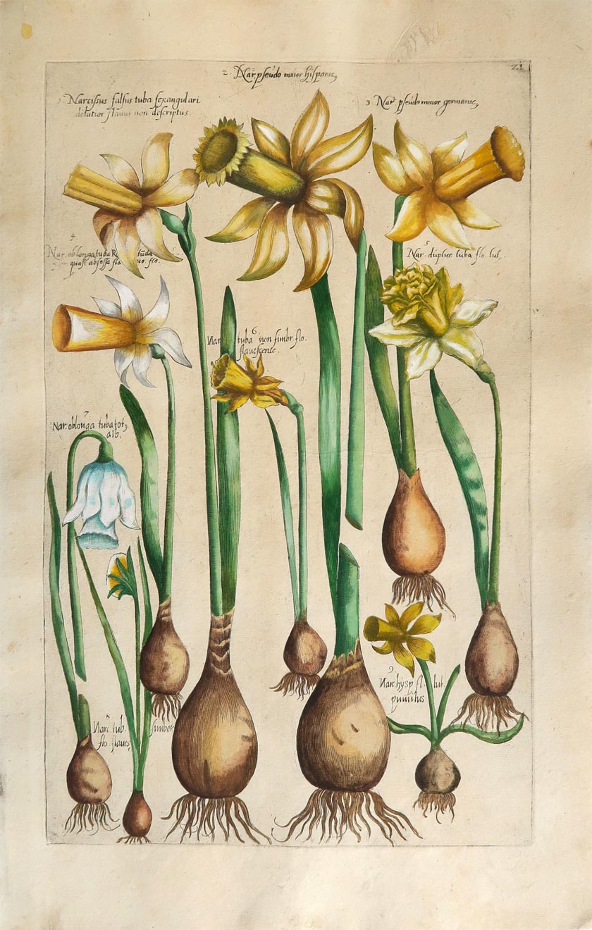stampa antica narciso sweert