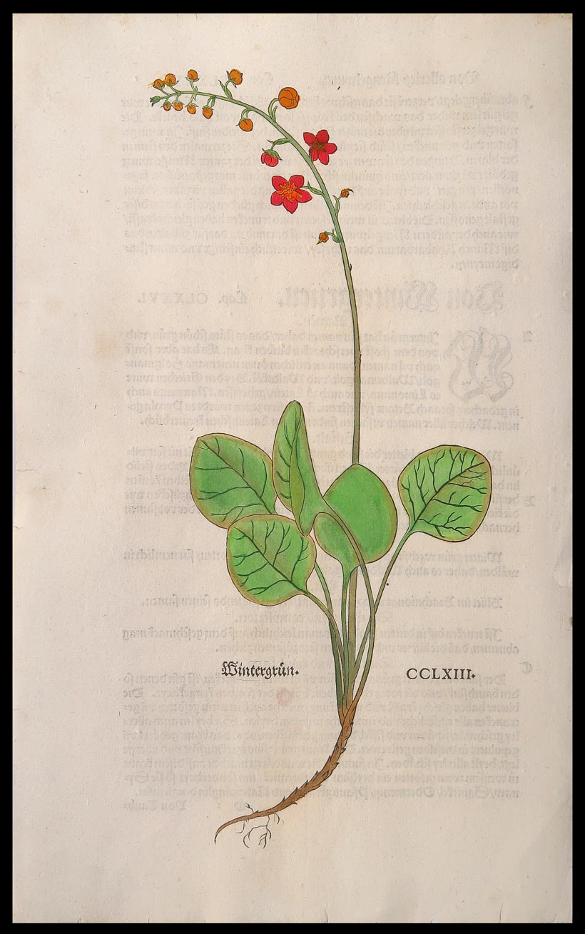 stampa antica wintergrün fuchs