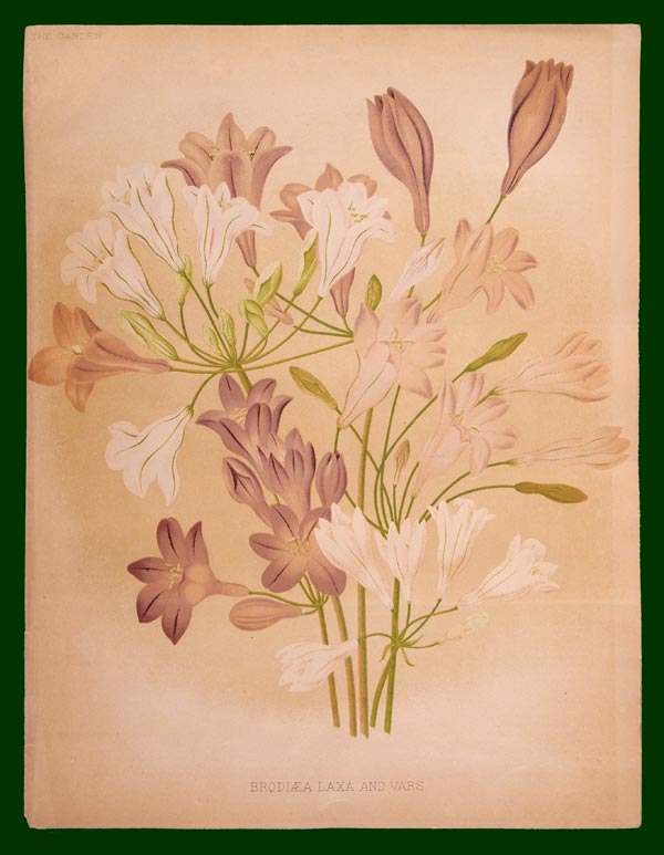 stampa antica giglio robinson