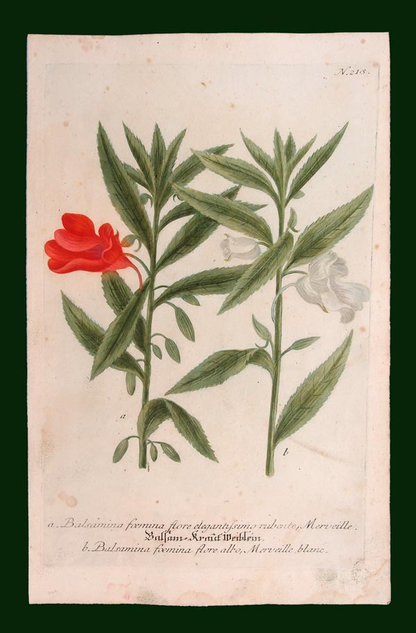 stampa antica floreale balsamina weinmann