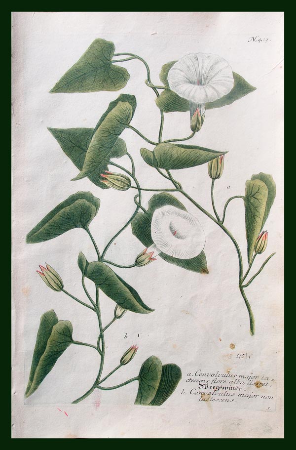 stampa antica convolvolo weinmann