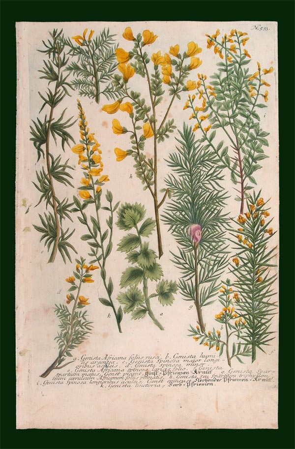 stampa antica ginestra weinmann