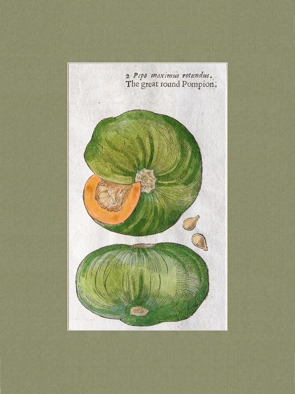 stampa antica zucca gerard