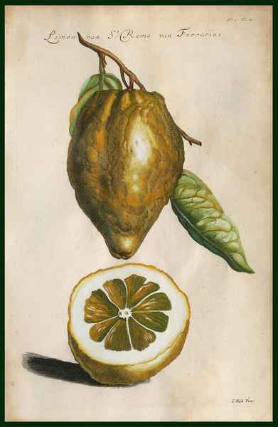 stampa antica limon st remo ferrarius commelyn