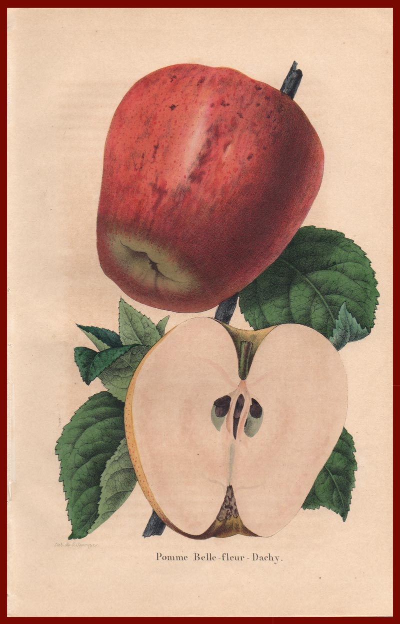 stampa antica pomme belle fleur severeyns