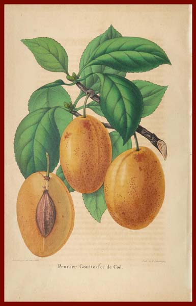 stampa antica prunier goutte or severeyns