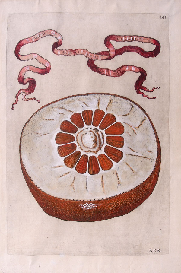 stampa antica arancia ferrari