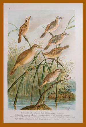 Stampe antiche ornitologia Naumann