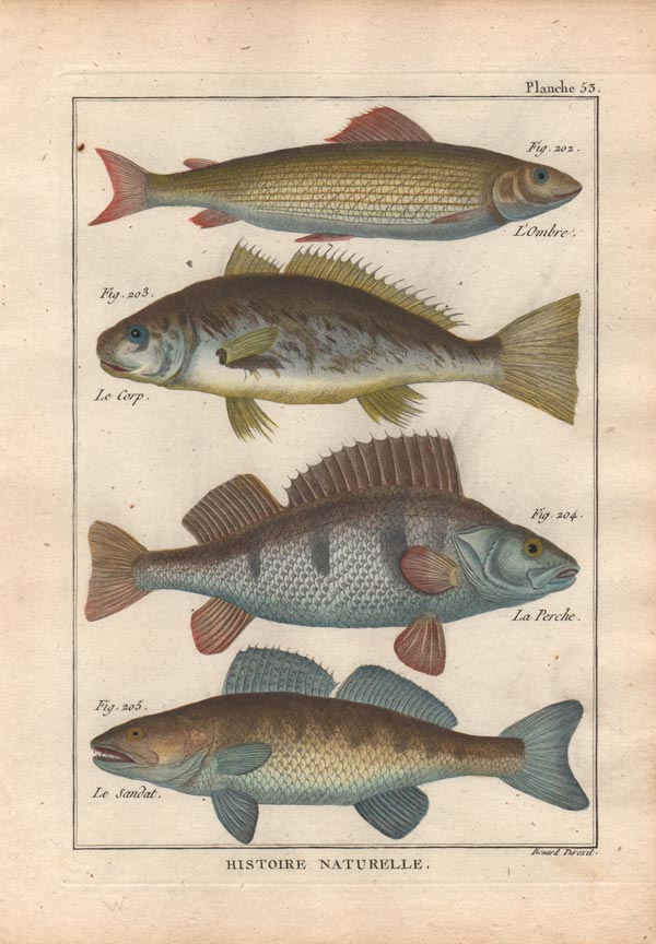 stampa antica pesci acqua dolce
