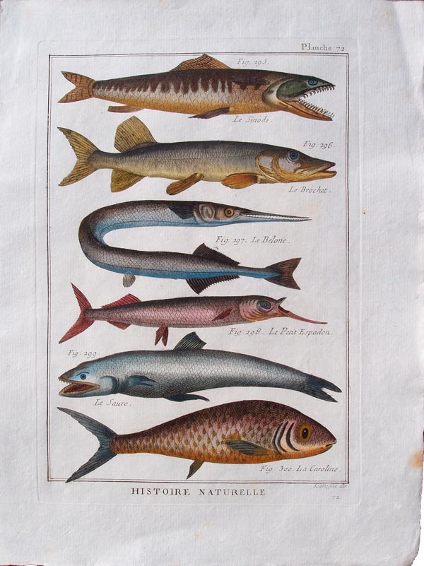 stampa antica pesce luccio