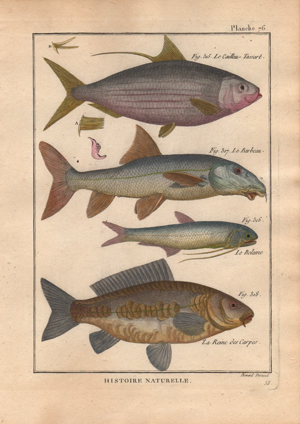 stampa antica aringhe