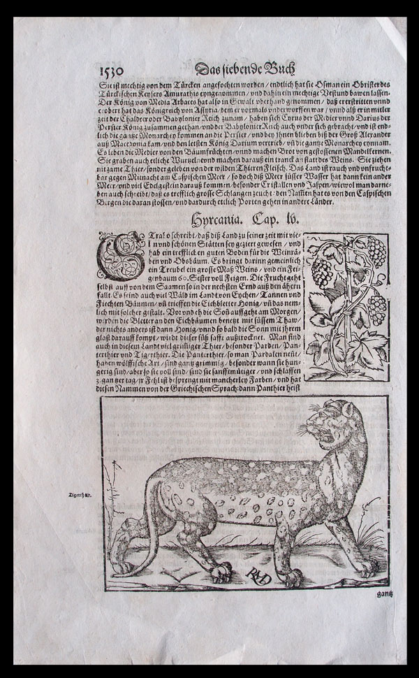 stampa antica tigre cosmographia münster