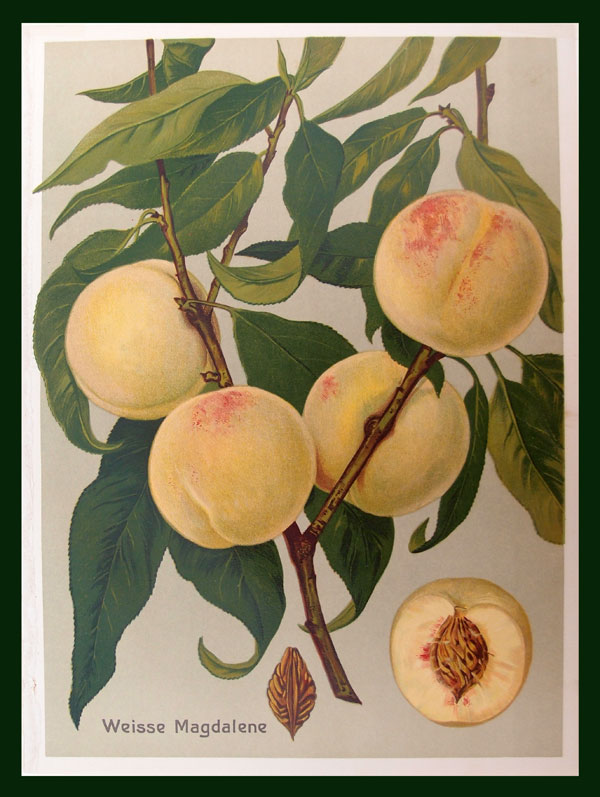 stampa antica frutta pesca maddalena