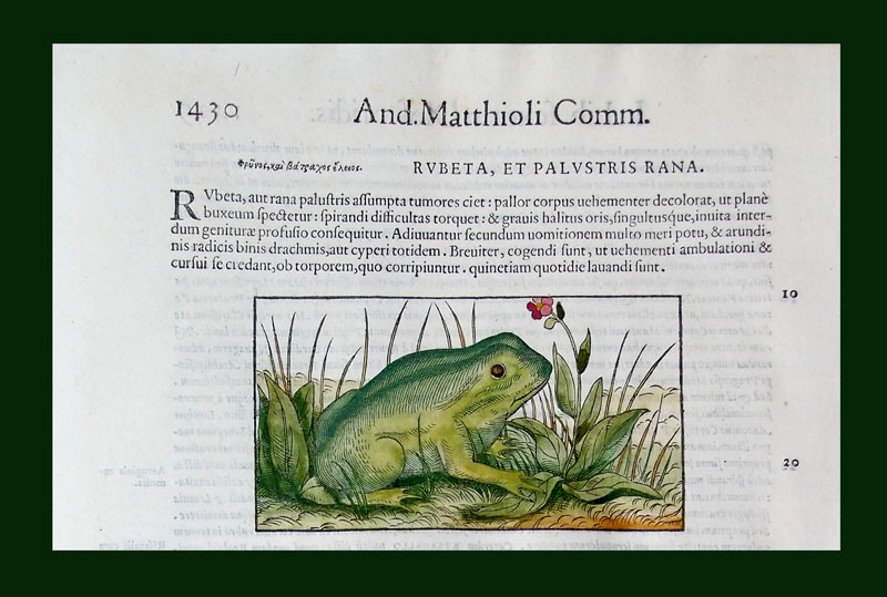 stampa antica rospo