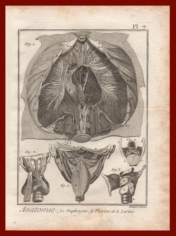 stampa anatomia diaframma