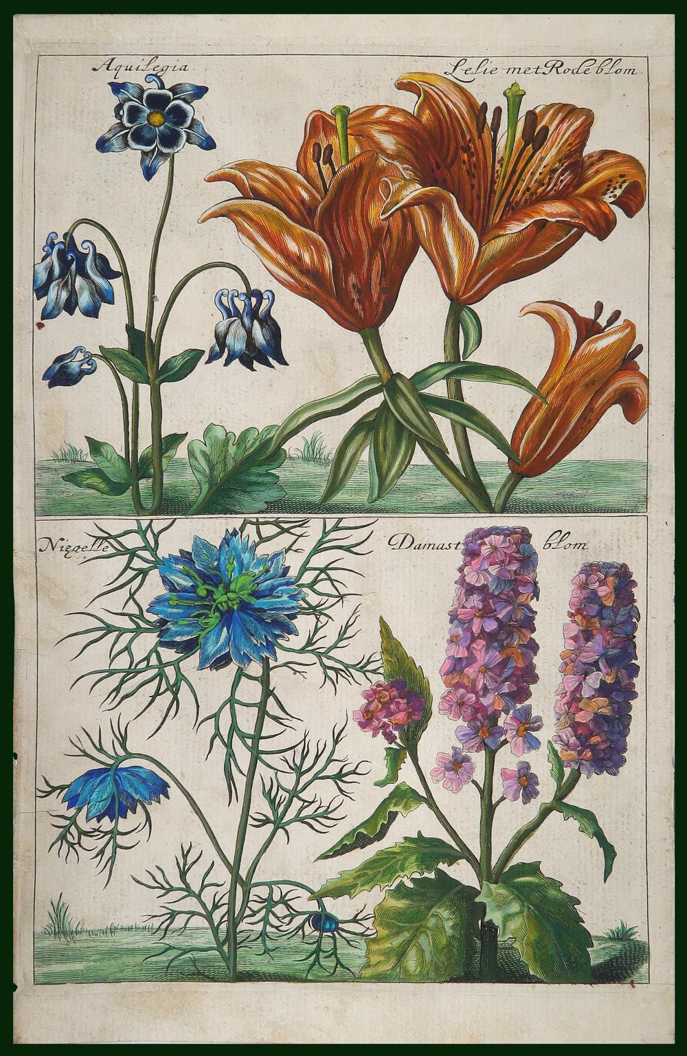 stampa antica aquilegia causé