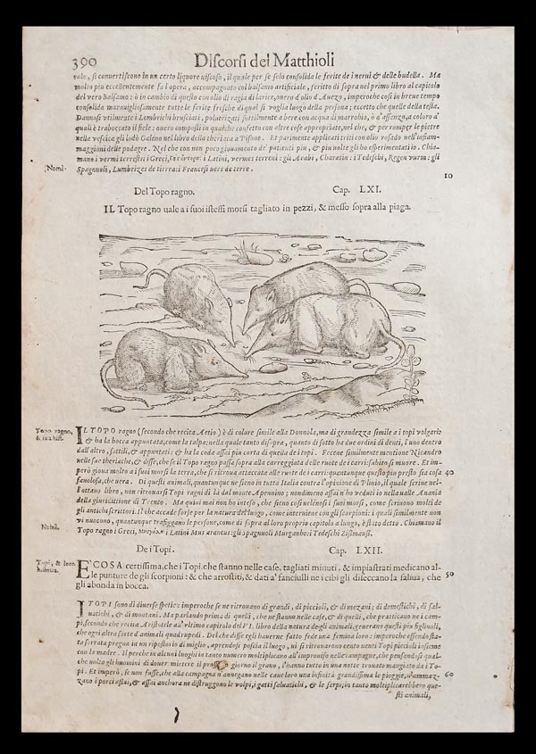 stampa antica topo ragno