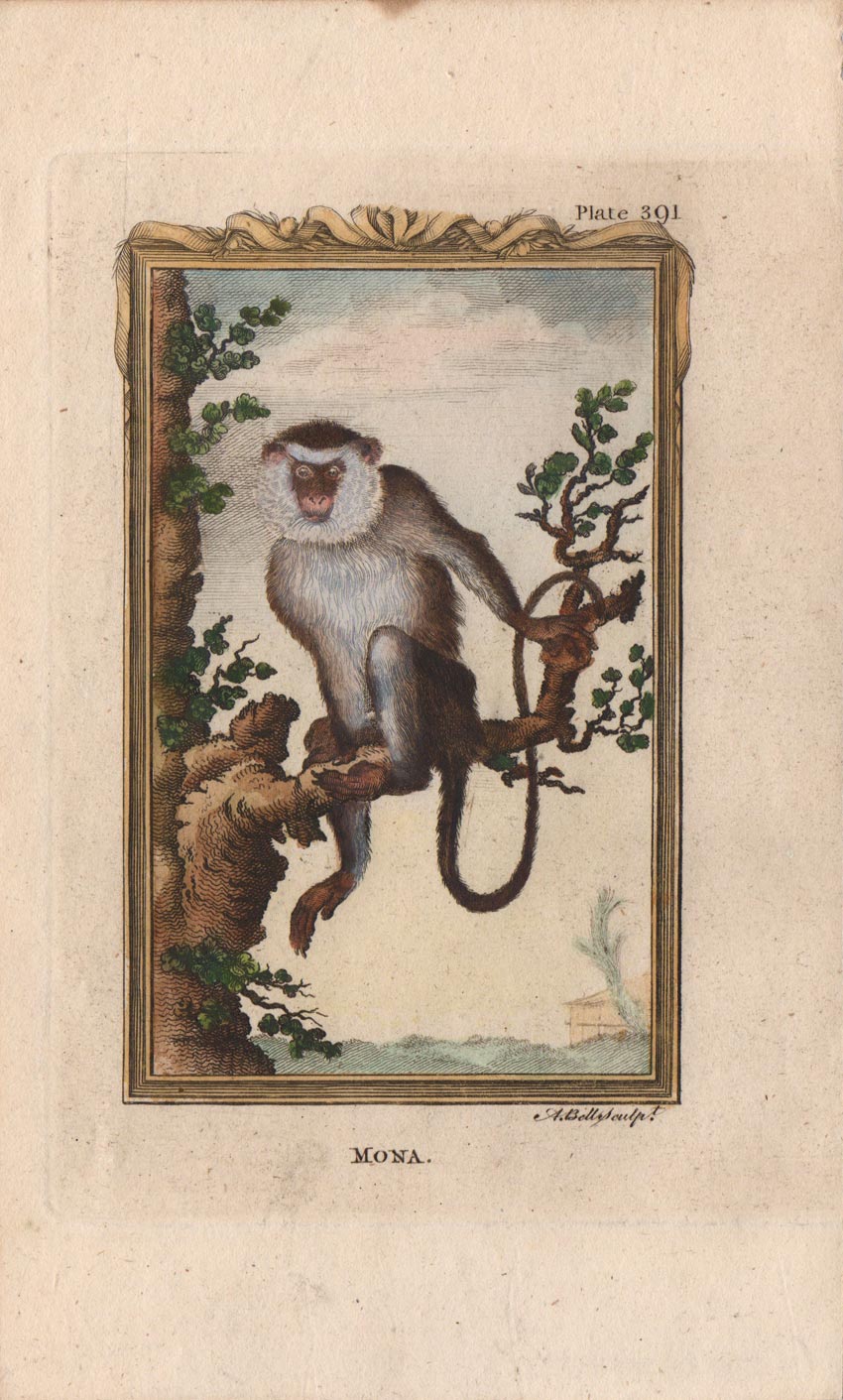 stampa antica cercopiteco mona stampa antica cercopiteco mona