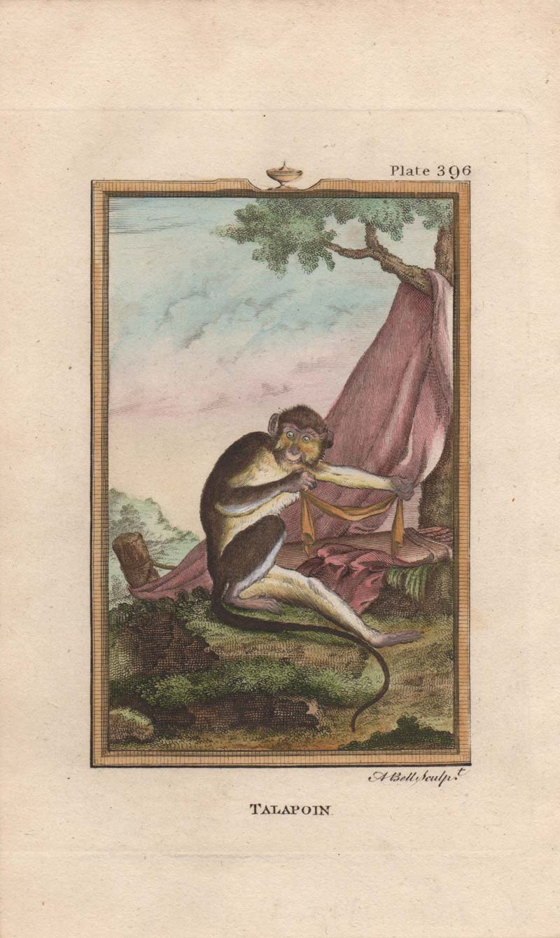 stampa scimmia cercopiteco