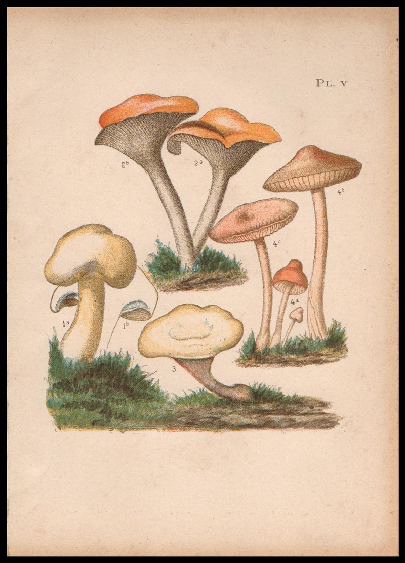 stampa antica clitopilus orcella