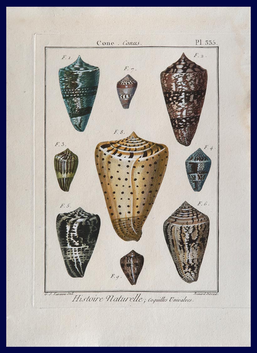 stampa antica conchiglie favanne