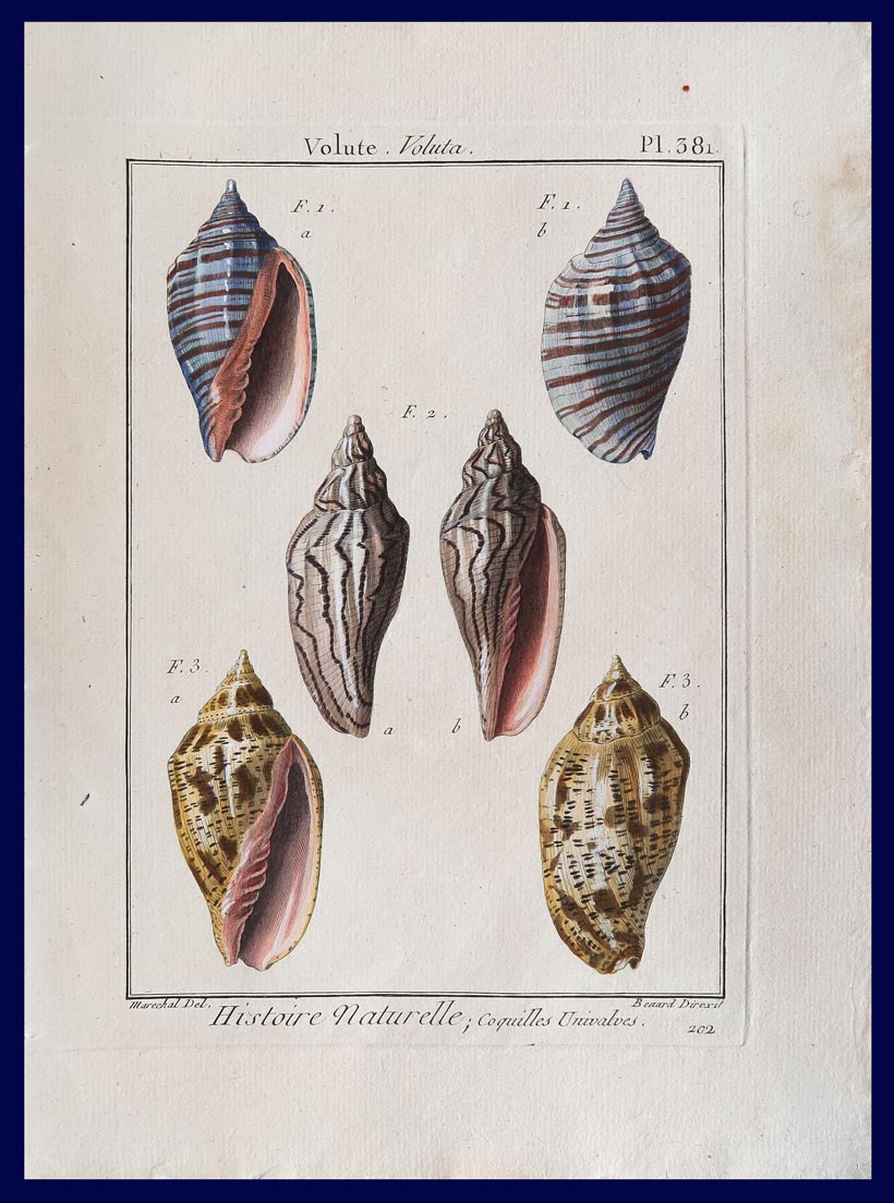 stampa antica conchiglie marechal