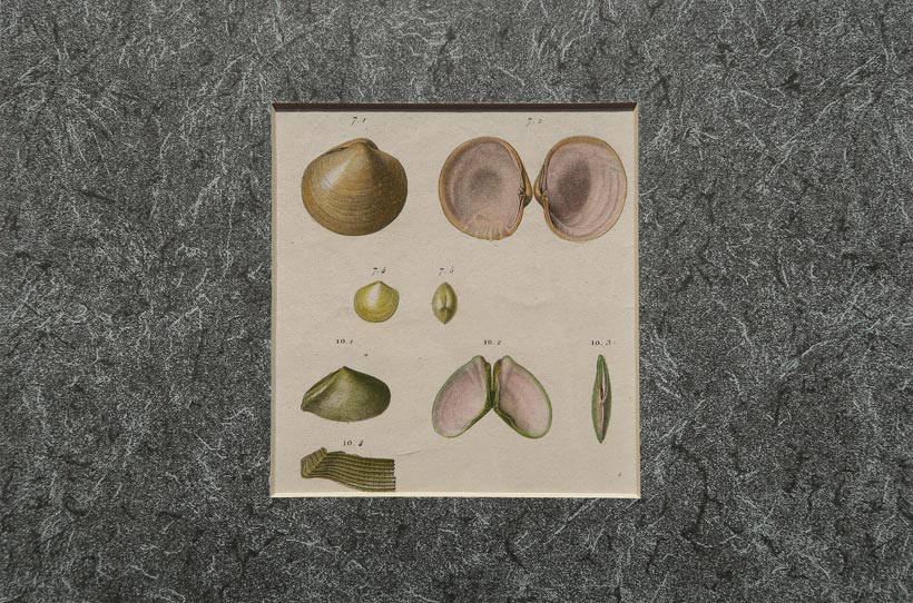 stampa antica conchiglie bivalve