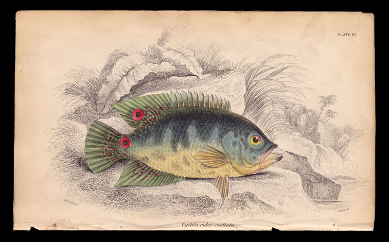 stampa antica pesce acarra