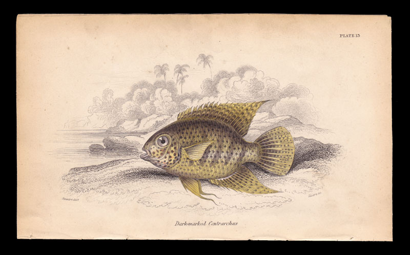 stampa antica pesce ciclide