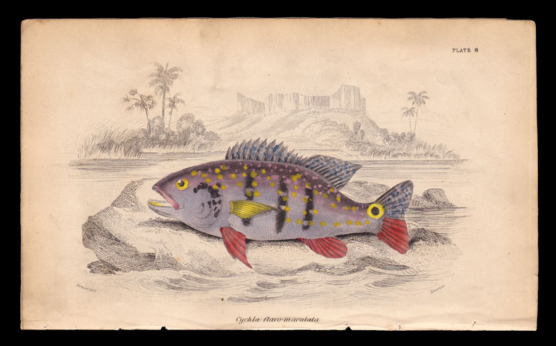 stampa antica pesce rio negro