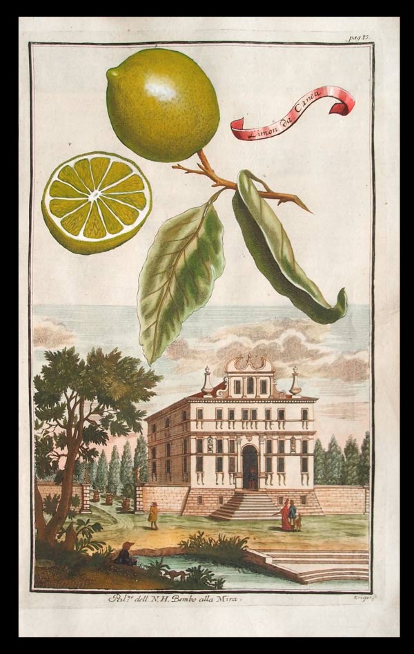 stampa antica limone canea