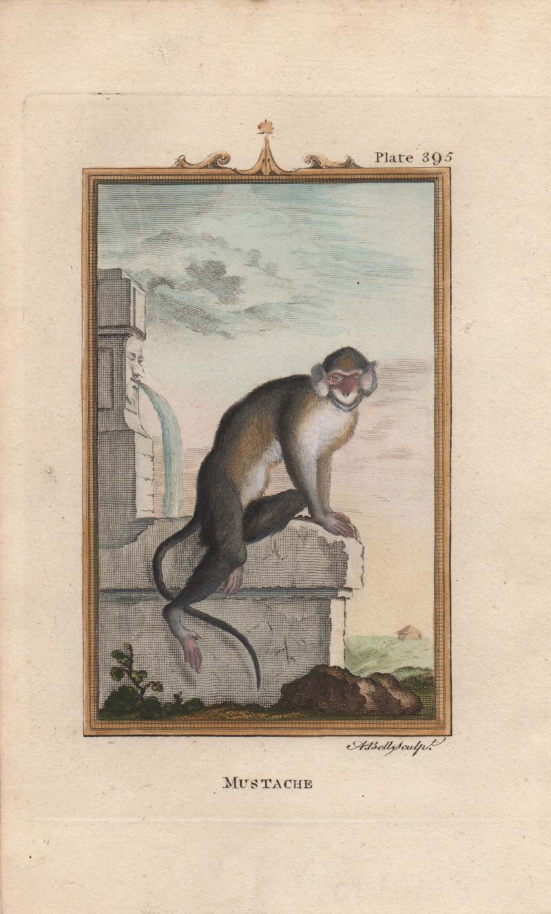 stampa antica macaco giava