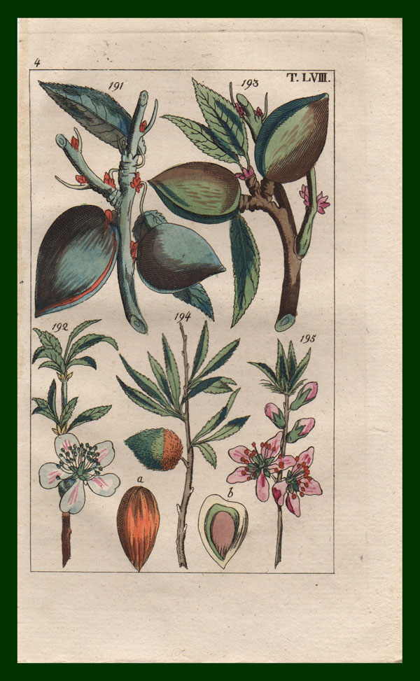 stampa antica mandorle