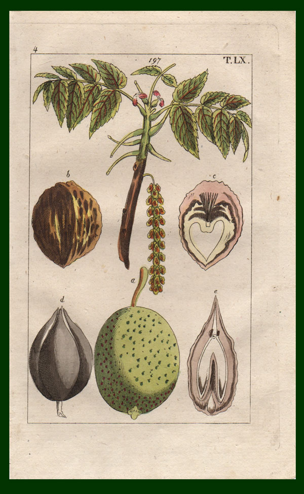 stampa antica noci