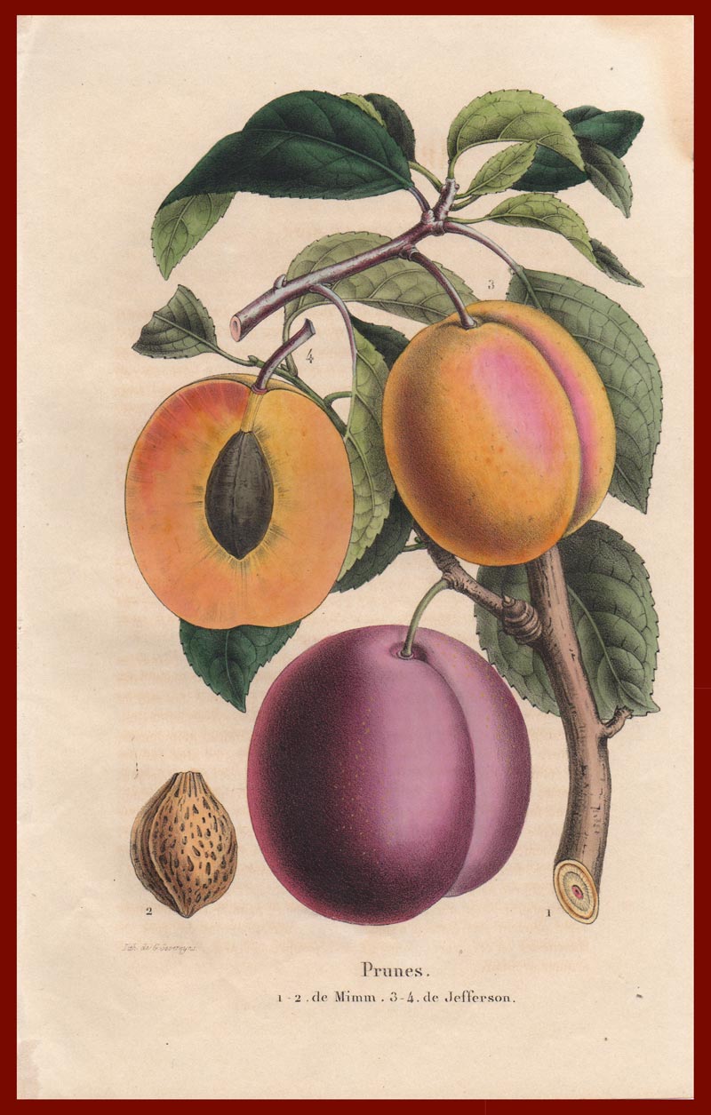stampa antica prunes severeyns