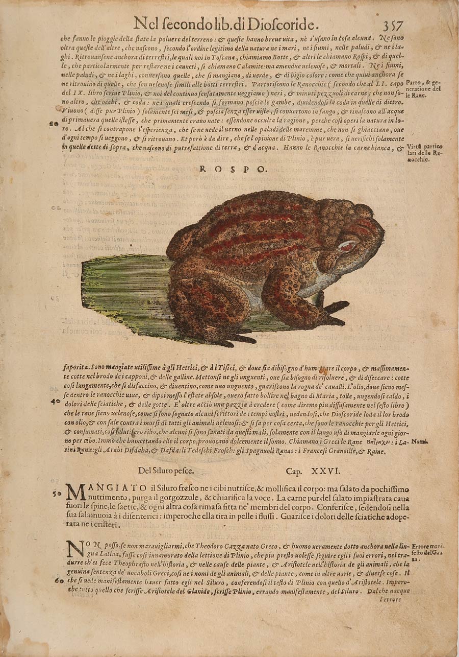 stampa antica rospo mattioli