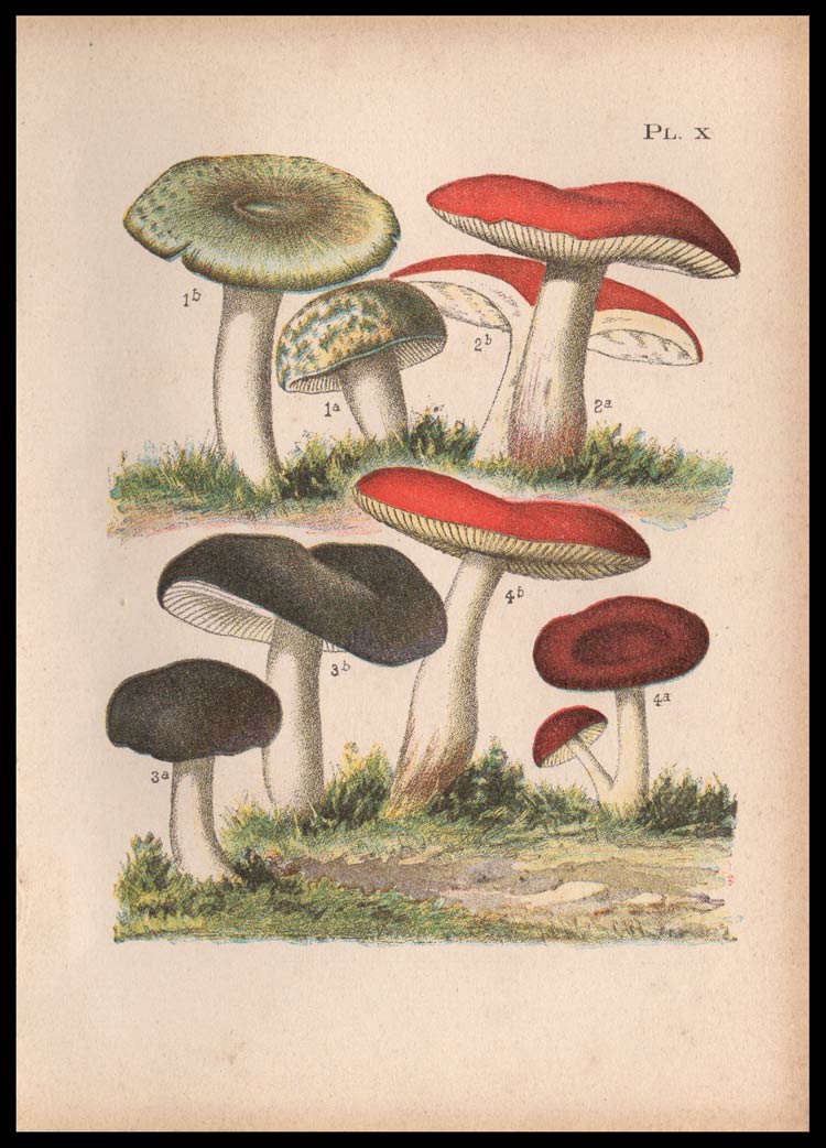 stampa antica fungo russola