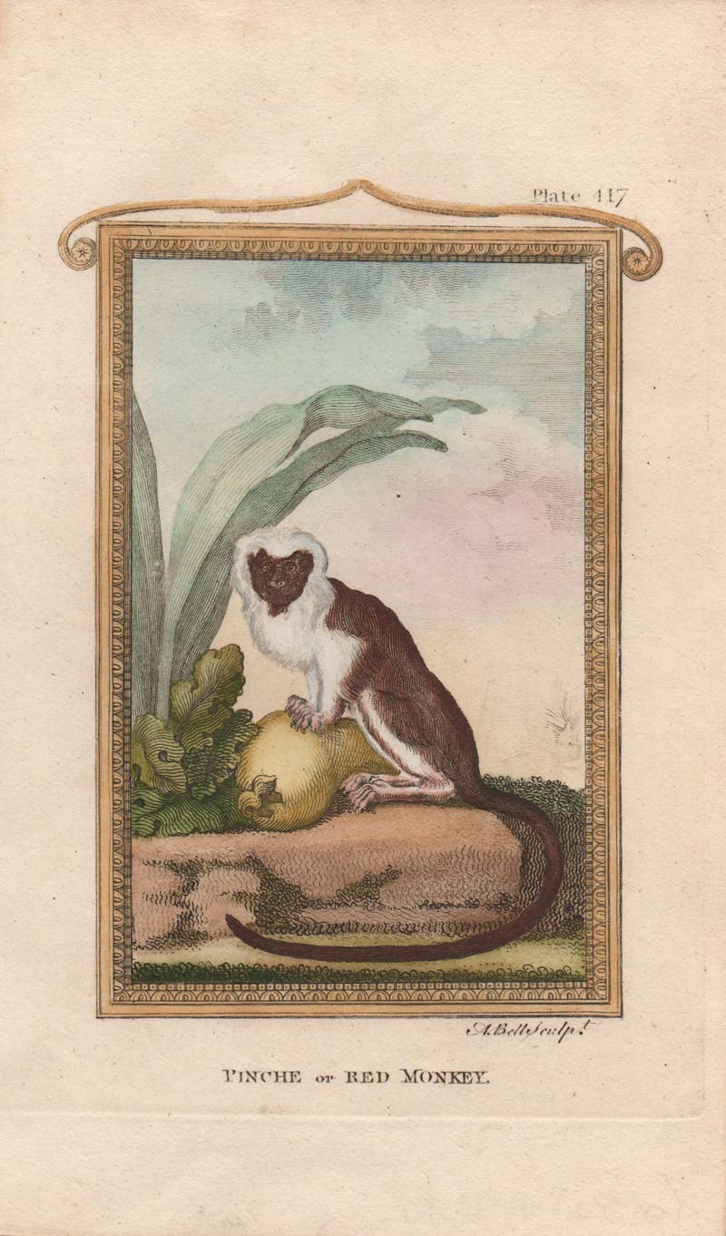 stampa scimmia tamarino edipo