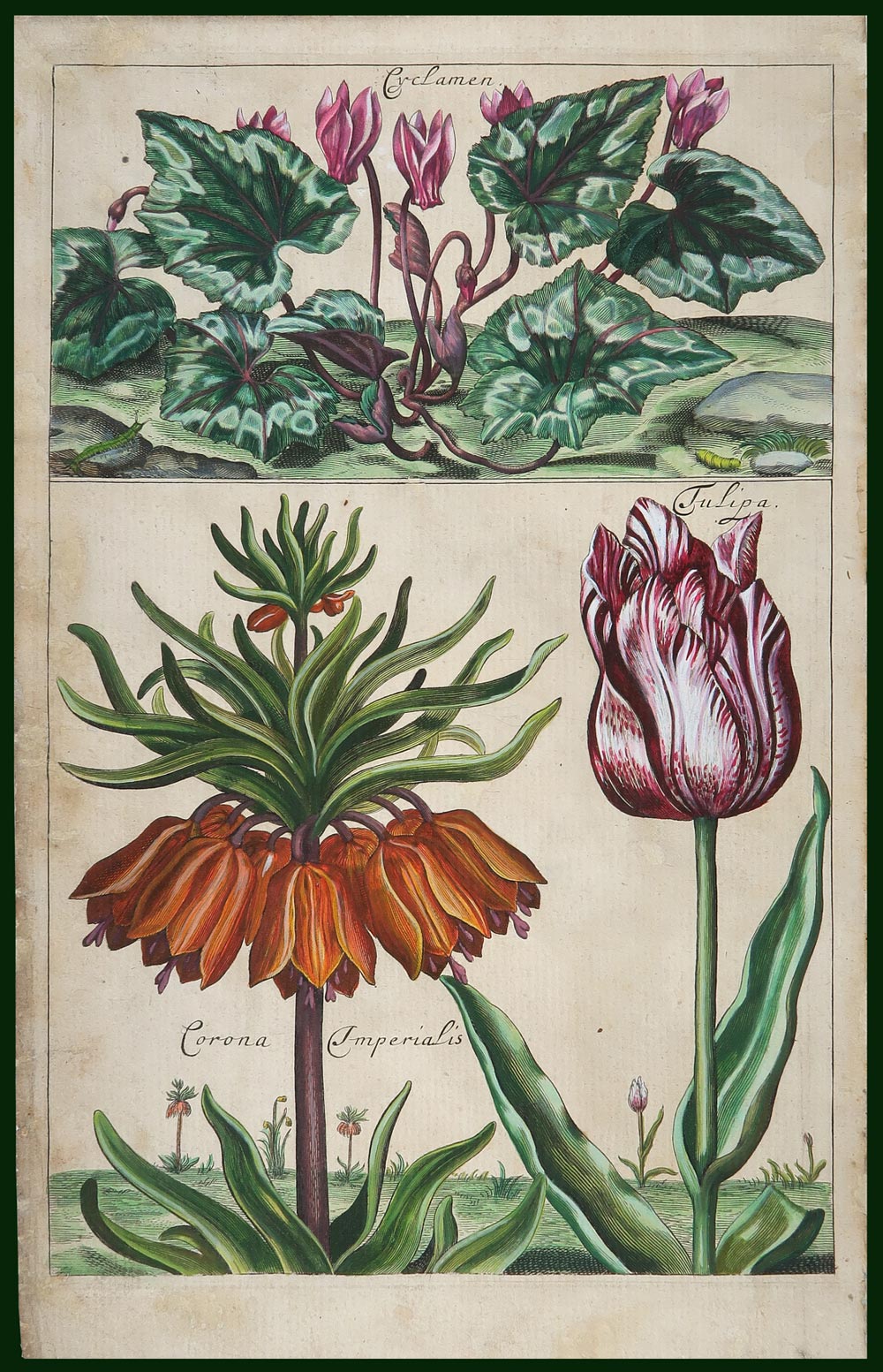 stampa antica tulipa cause
