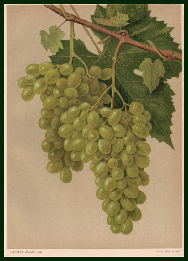 stampa antica uva malingre